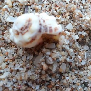 Meet your Posher, Dulce